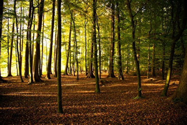 Wald von Rüschlikon
