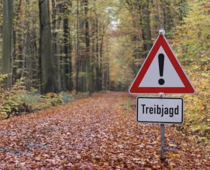 Bild Wald mit Schild Treibjagd