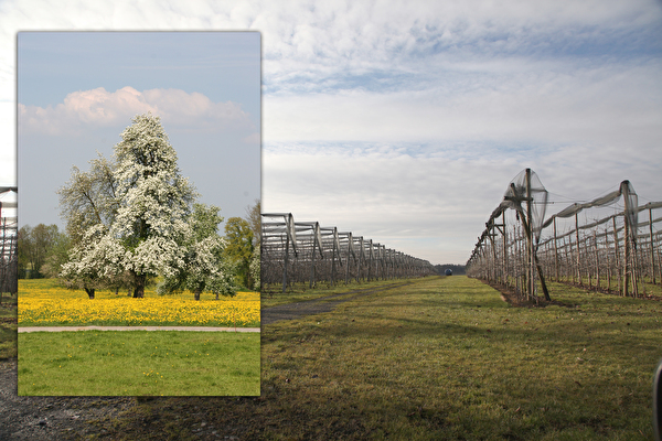 Hochstamm und Niederstammbäume