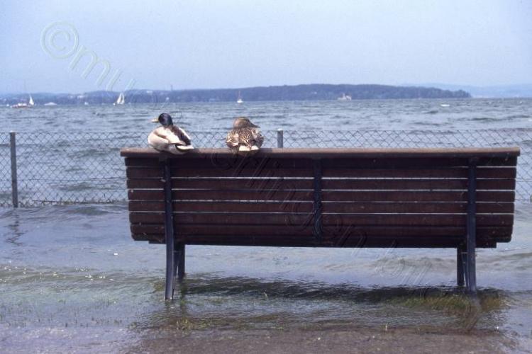 1999, Hochwasser
