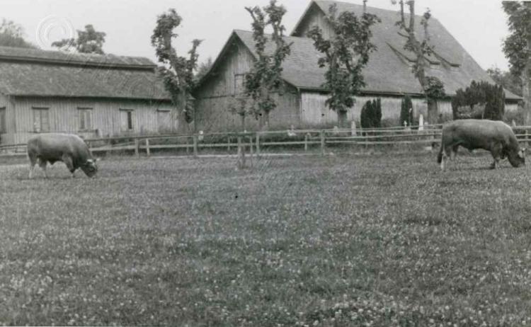 Wiese bei der Gutsverwaltung