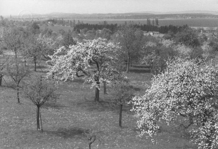 Obstgarten in der Rebhalde