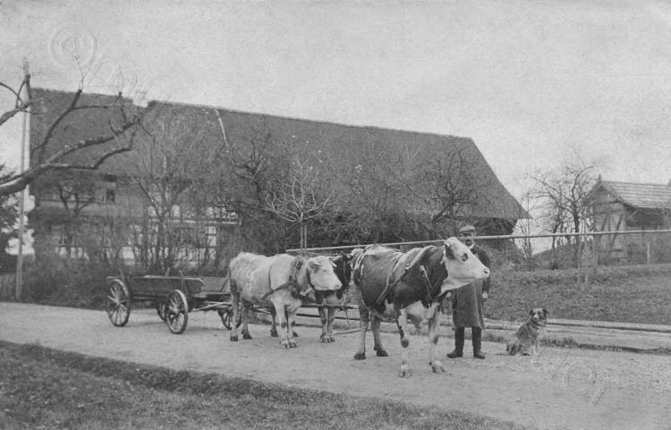 Kuhgespann beim Haus Rutishauser, Dorfstrasse