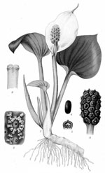 Calla