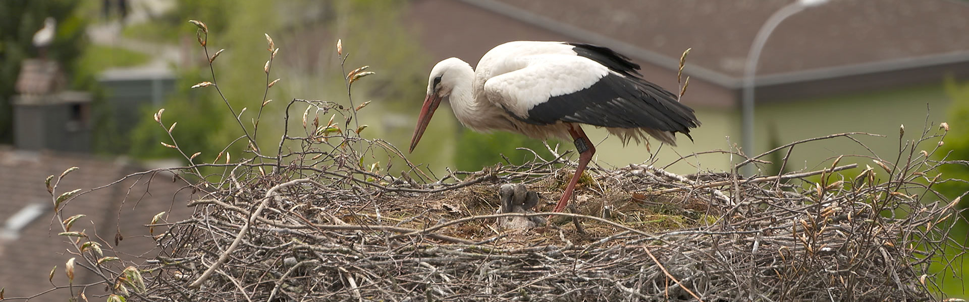 Storch