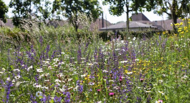 Blumenwiese