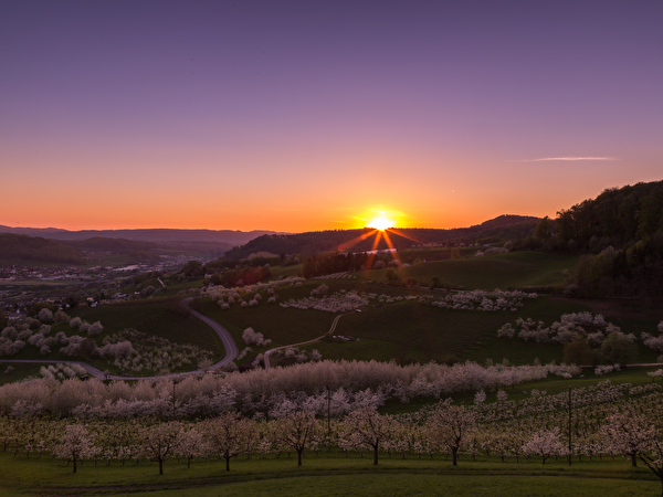 Kirschbäume im Abendlicht