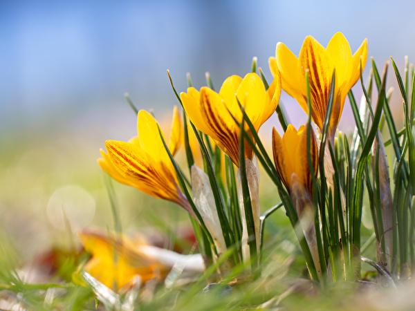 Blumen