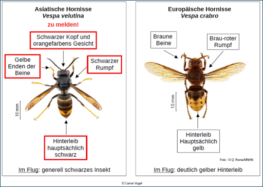 Horinisse