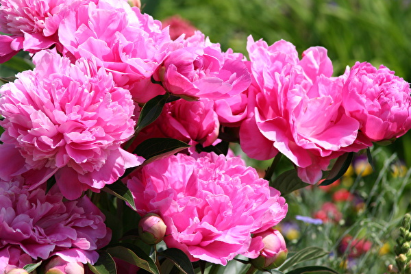 Blumen