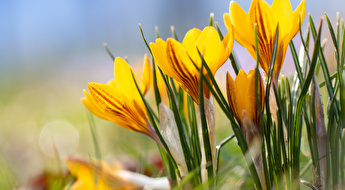 Blumen