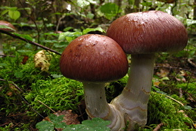 Pilze