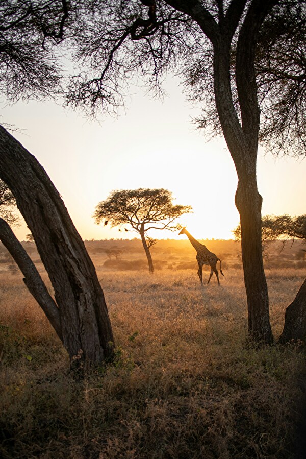Contes d'Afrique
