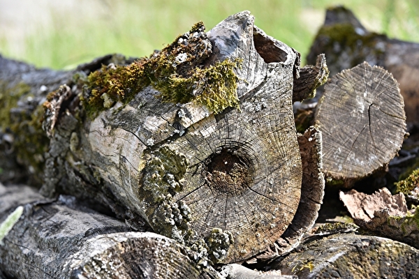 Demande d'abattage d'arbre