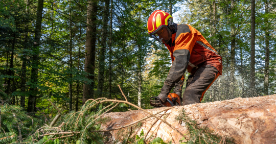 Coupes de bois 2025