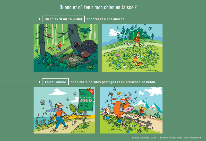 Quand et où tenir mon chien en laisse ?