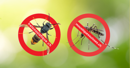 Prévention contre les insectes invasifs