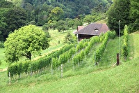Rebberg Multberg