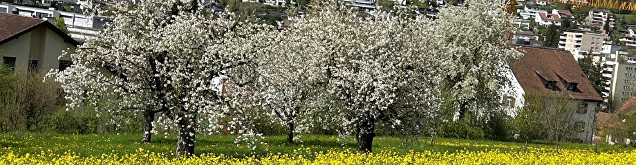 Baum