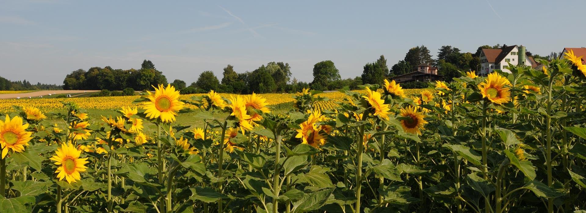 Sonnenblumenfeld