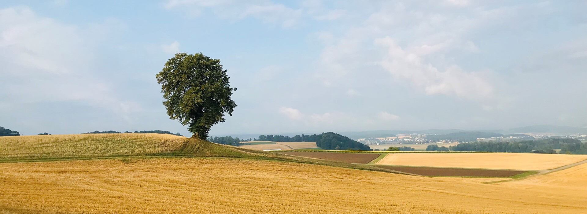 Baum mit Feld