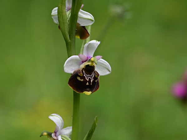Hummel-Ragwurz (Ophrys holosericea), ©Alexander Schneider