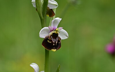 Hummel-Ragwurz (Ophrys holosericea), ©Alexander Schneider
