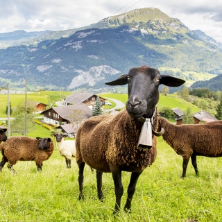 Schafe in der Natur