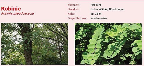 Robinie.JPG
