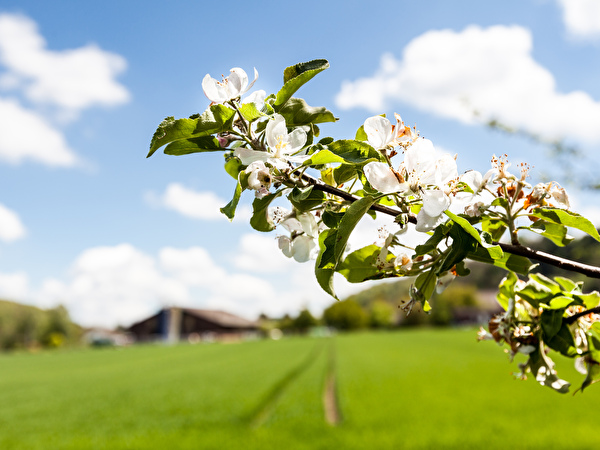 Frühlingsimpressionen 