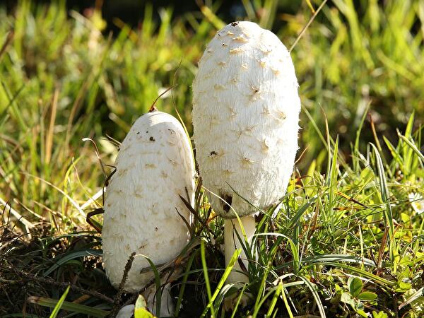 Pilz.jpg
