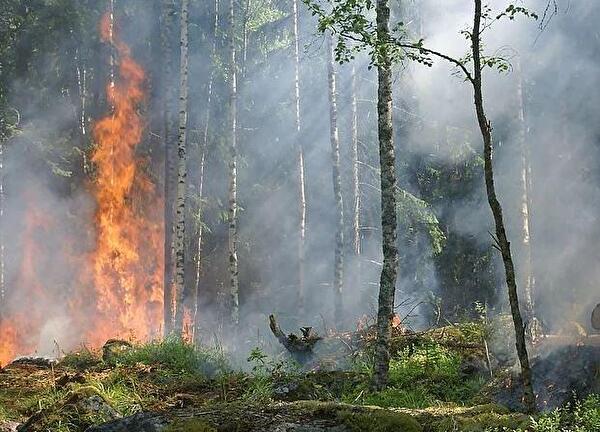 Waldbrand.JPG