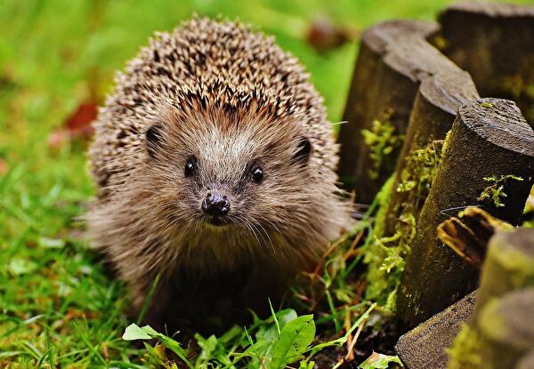 Igel_Pixabay_von_Alexa.jpg
