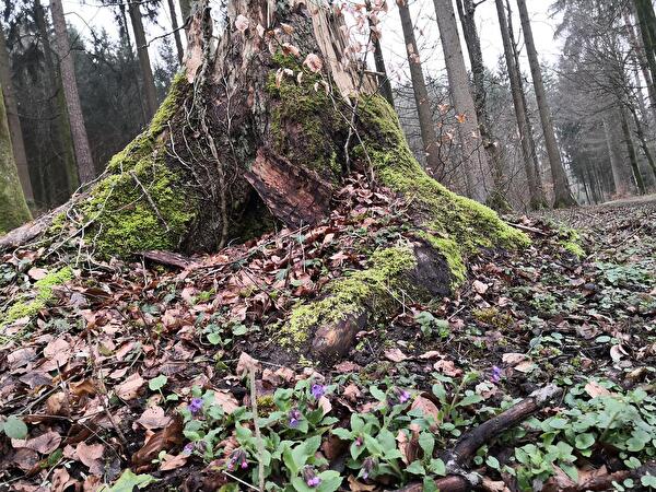 Wald_Mellikon_3.jpg