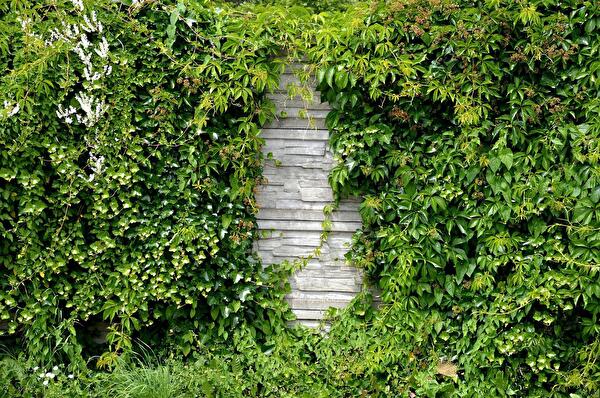 Hecke_schneiden.jpg