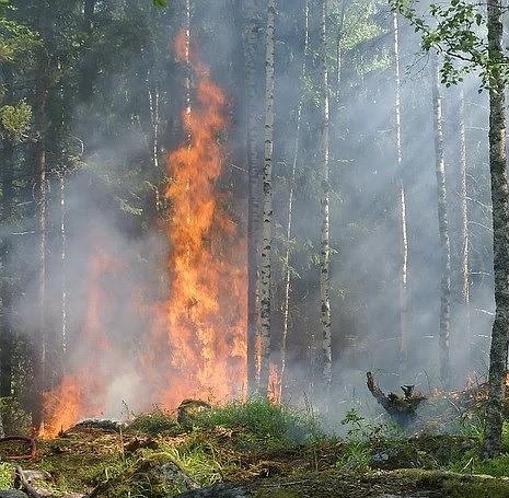 Waldbrand.jpg