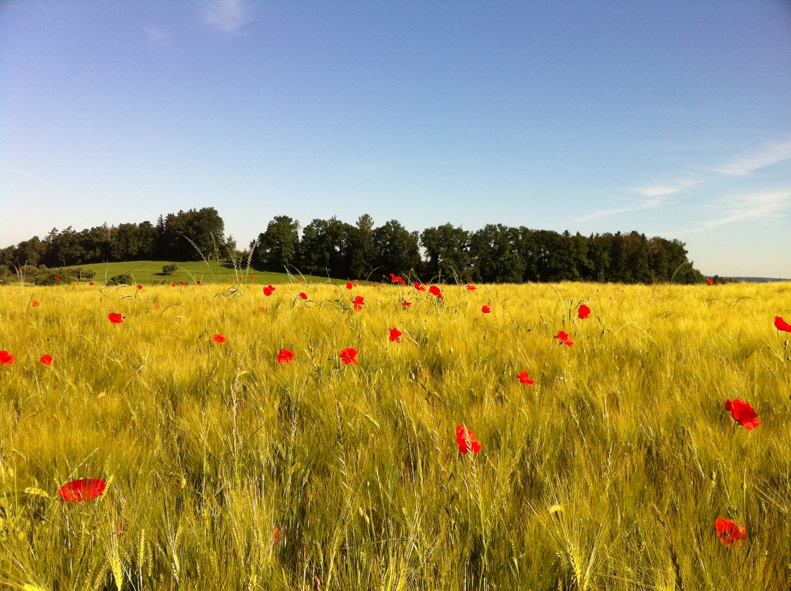 Mohn