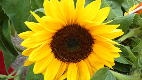 Sonnenblume