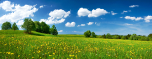 Natur Wiese