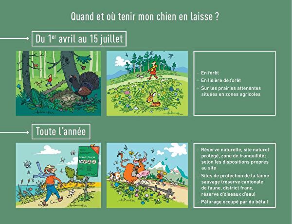 chiens en laisse