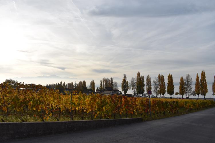 « Vignes Automnales » - 26.10.17
