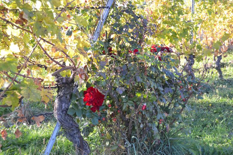 « Vignes » - 12.10.17