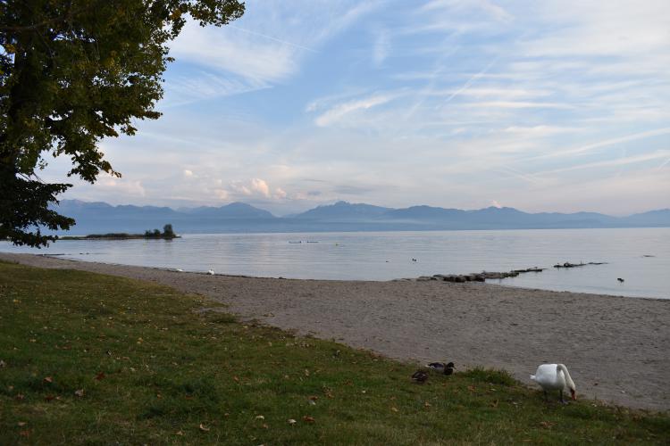 « Cygne Preìverengeois » -
23.09.17
