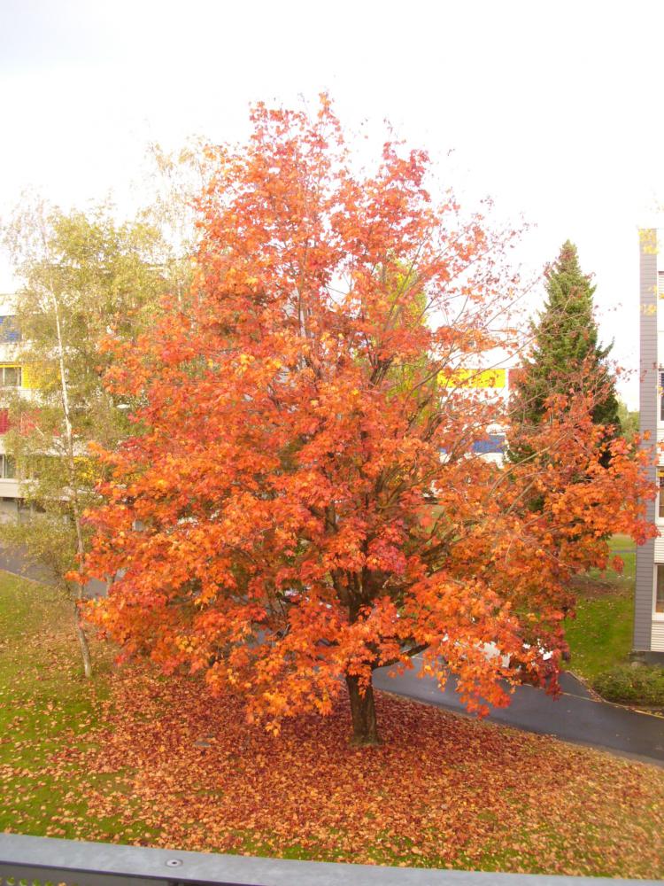 «  Automne – route de Genève » - 23.10.17