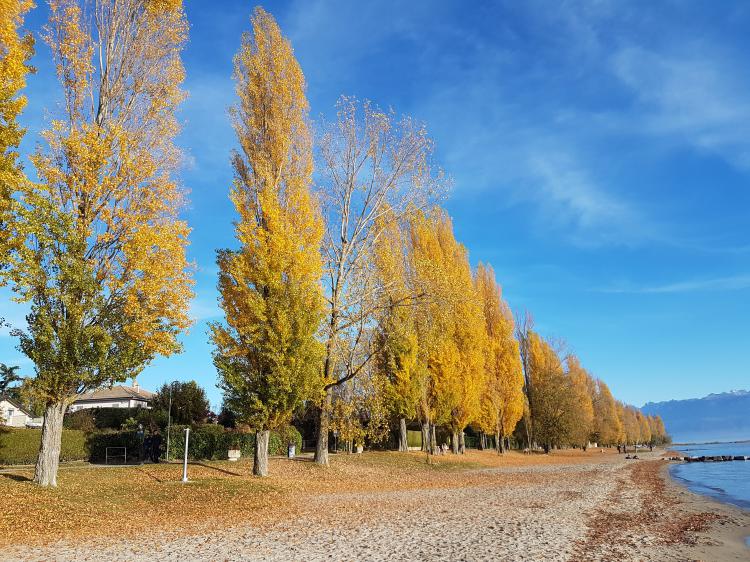 « Plage de Préverenges en automne » - 24.10.17