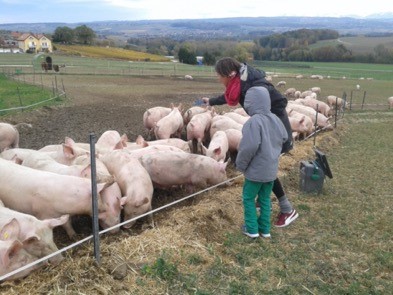 Les cochons de pâturage de la ferme en Croix à Vuillerens (31 octobre 2018)