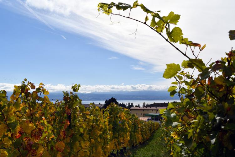 « Préverenges vue des Vignes » - 01.10.17