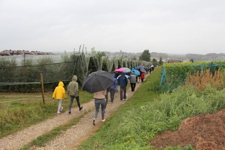Dans les vignes en biodynamie de M. Gillard à Préverenges (9 septembre 2017)