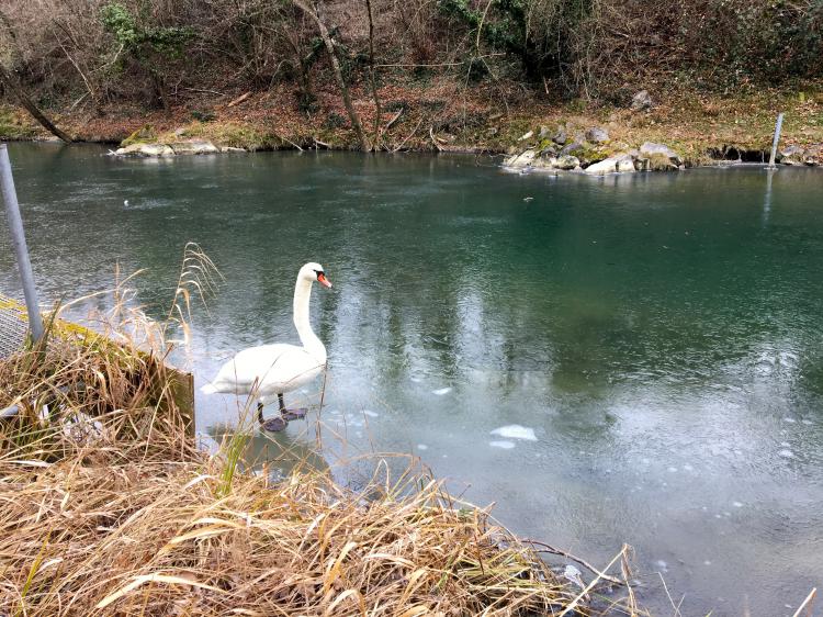 « Cygne » - 10.01.17