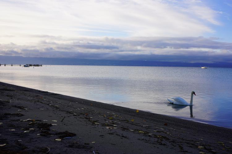 « Le cygne du matin » - 01.10.17